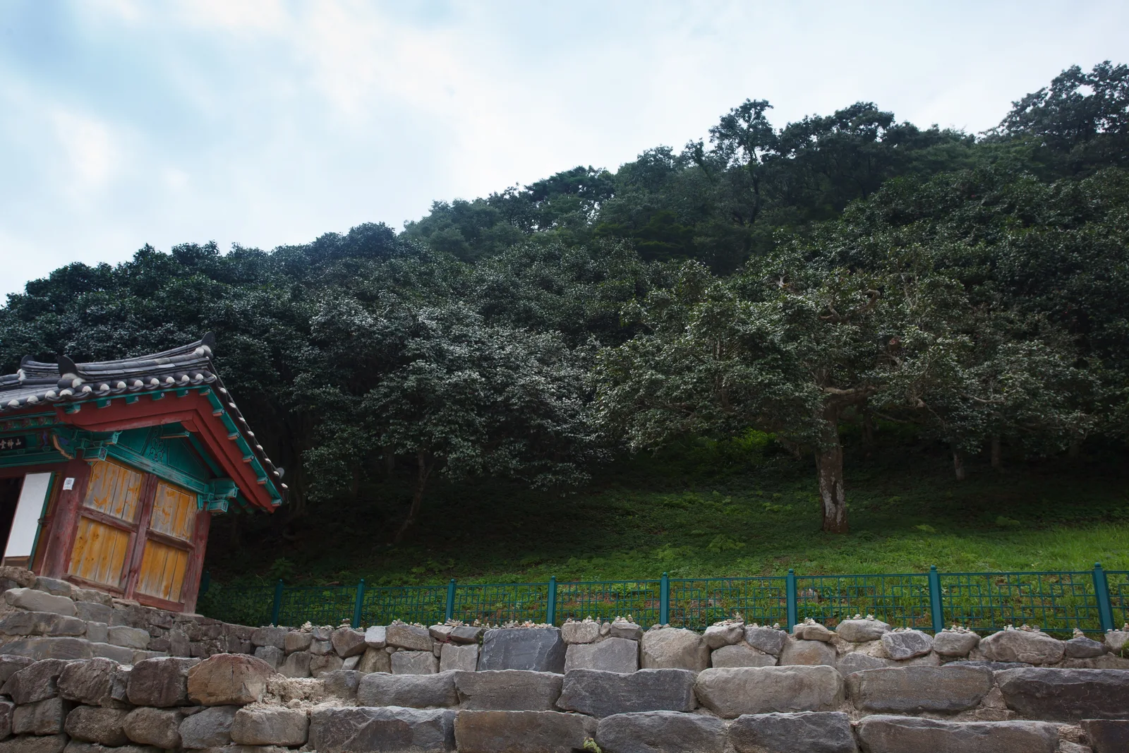 선운사 산신각 뒤 비탈을 덮은 짙은 초록색 동백나무숲